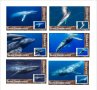 Чисти блокове Морска Фауна Син Кит 2019 от Тонго, снимка 1 - Филателия - 37682958
