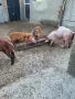 Свободни малки прасенца , снимка 5