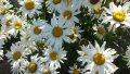 Продавам цветя Градинска маргарита – бяла и жълта, разсад, снимка 1