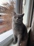 Синя британска котка , снимка 1 - Британска късокосместа - 37262845