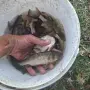  Зарибител шаран и толстолоб, снимка 3