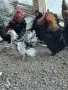 Двойки къдрави джинки., снимка 2
