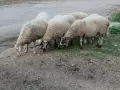 Свободни овце и коч, снимка 6