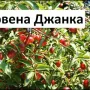 Плодни дръвчета , снимка 3