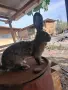 Белгийски великан , снимка 1