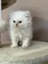 Персийско коте. , снимка 6