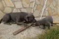 Питбули блу нос , снимка 7
