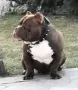 American Bully Pocket, снимка 8
