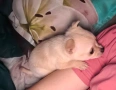 Чихуахуа на 2 месеца мъжко. Остана 1, снимка 3