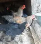 Свободни  свободни , снимка 3