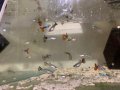 Декоративни риби на едро - собствено производство ТОП ЦЕНИ, снимка 13