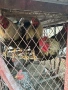 Продавам петели , снимка 3