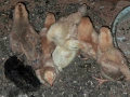 Брама и ломанбраун, снимка 3