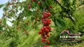 Черешова градина в с. Узунджово, обл. Хасково 🍒, снимка 5