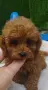 Той Пудел Poodle toy , снимка 2