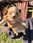 Кученца пинчер микс- дребни и сладки , снимка 2