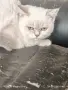 шотлански котенца, снимка 4