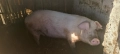 Продавам свиня след второ прасило , снимка 1