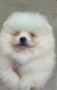 Померан момче , снимка 4