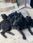 Продавам кученца черна немска овчарка, снимка 1 - Немска овчарка - 41442913