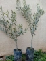 Маслиново дърво, снимка 2