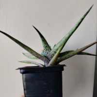 Алое, Aloe, снимка 2 - Стайни растения - 44706998