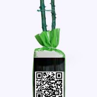 Корени готови за засаждане ” Черна Роза ”, " Нефрит ", " Дъгова " внос Холандия, сертифицирани, снимка 4 - Градински цветя и растения - 36733683