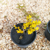 Физокарпус жълт, Physocarpus opulifolius ‘Dart’s Gold’, снимка 12 - Градински цветя и растения - 39879732