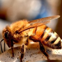 Пчелни отводки дадан блат, снимка 1 - За пчели - 34119626