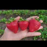 продавам разсад ягоди, снимка 4 - Сортови семена и луковици - 39922208