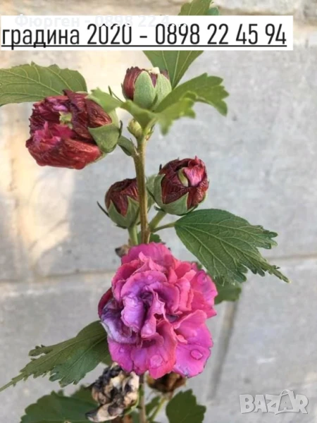 Хибискус Кичест - Щамба, снимка 1