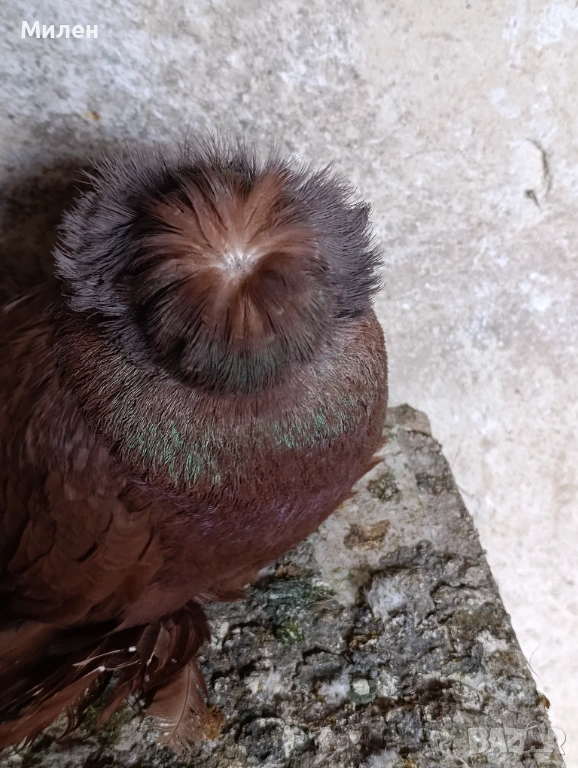 Продавам бухари.червени, жълти,черни,и други цветове , снимка 1