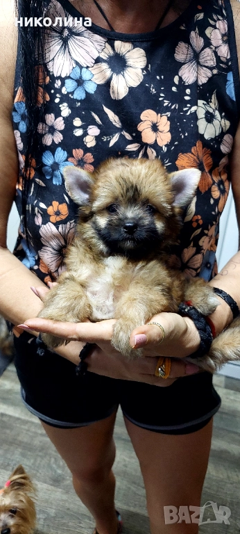 Продавам Йоркширски териер , снимка 1