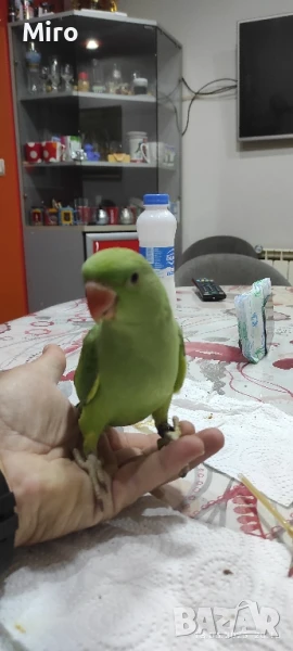 Ръчно хранени  Малък Александър!!! , снимка 1