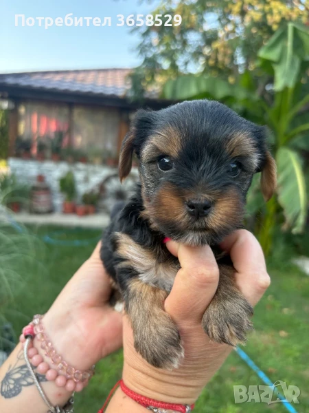 Йоркширски териер, снимка 1