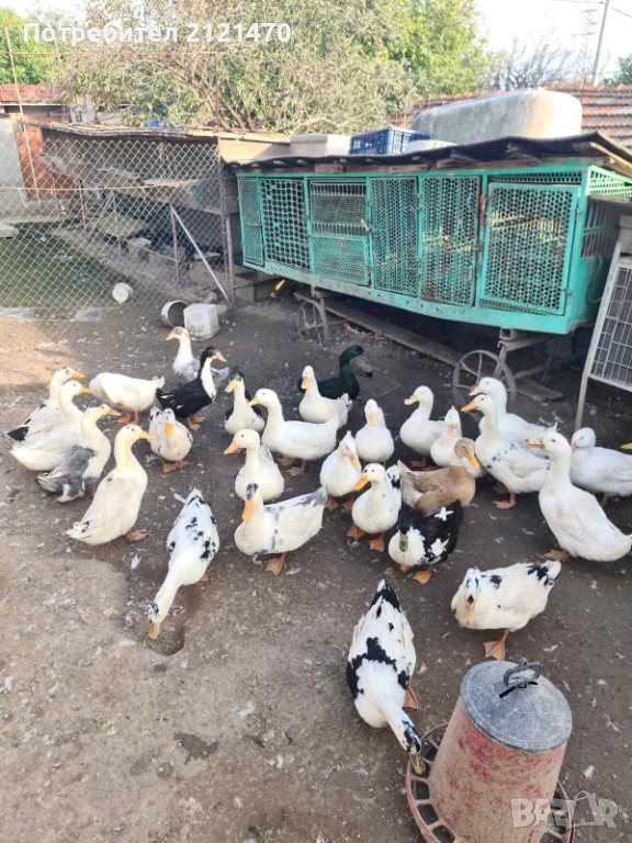 Патици, снимка 1