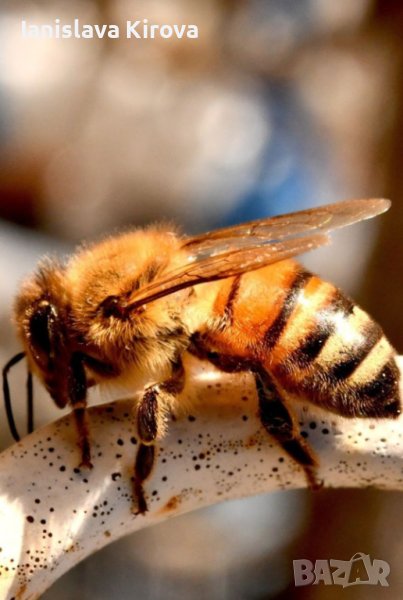 Пчелни отводки дадан блат, снимка 1