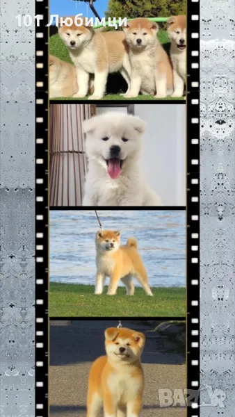 Японска аките ину, снимка 1