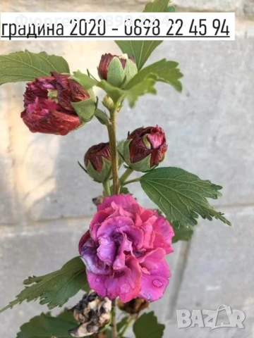 Хибискус Кичест - Щамба