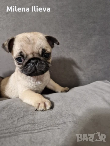 Продавам бебенца мопс , снимка 1