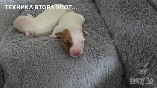 джак ръсел териер, снимка 7 - Джак ръсел териер - 56245930