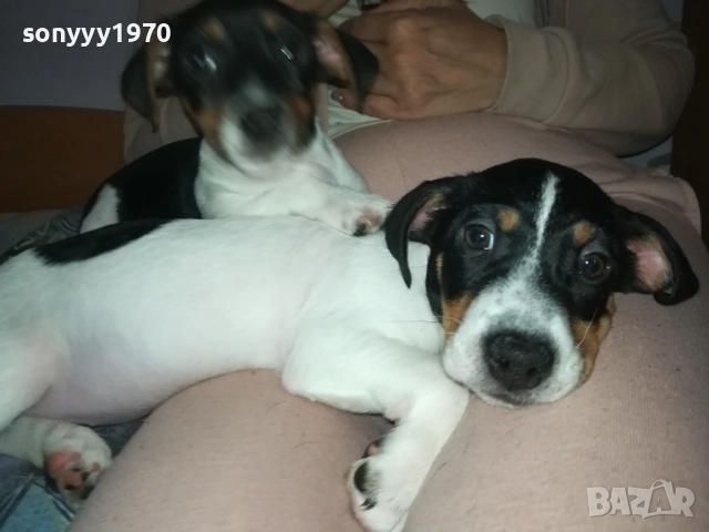продваме ЖЕНСКИ ДЖАК РЪСЕЛ НА 2 МЕСЕЦА 2910251725, снимка 4 - Джак ръсел териер - 52225849