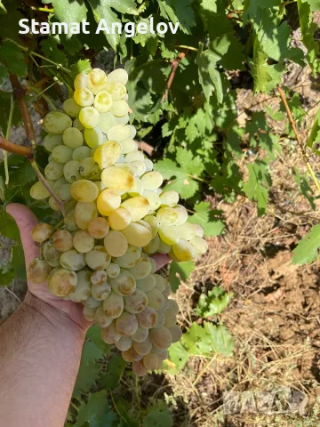 🍇 Продавам качествено грозде Болгар, Мелник 55 и Широка мелнишка – директно от производител