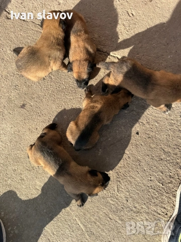 Белгийски овчарки малиноа , снимка 6 - Белгийска овчарка - 53033372