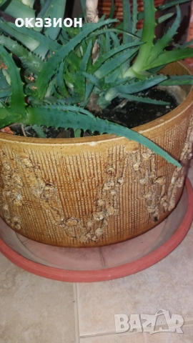 Голяма керамична саксия с алое вера, снимка 2 - Градински цветя и растения - 52704808