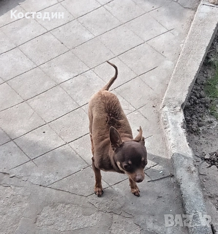 Чихуа пинчер , снимка 9 - Пинчер - 53896388