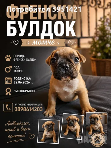 ФРЕНСКИ БУЛДОГ- 2 Ваксини / , снимка 3 - Други - 55904461