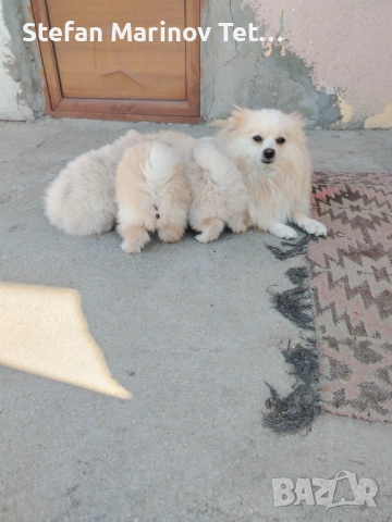 Померани малки кучета, снимка 2 - Померан - 54328337