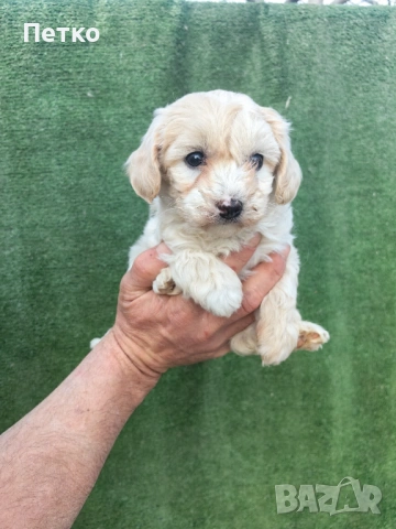 Малтипу , снимка 4 - Пудели - 54022310