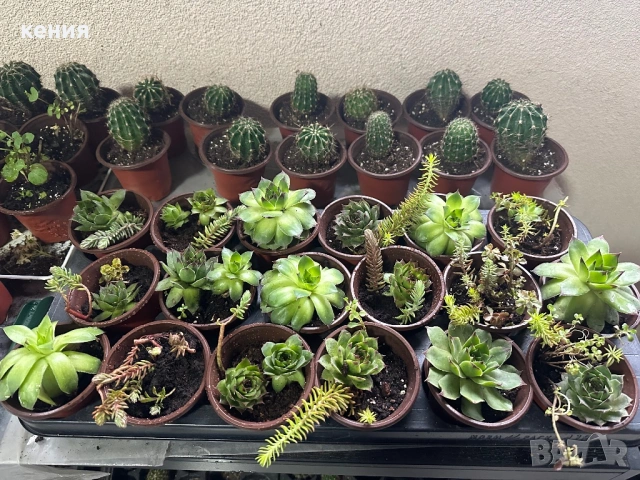 Сукуленти , снимка 2 - Градински цветя и растения - 53936227